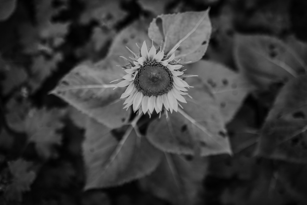 Grinter Farm, Lawrence Kansas, Sunflower Farm - Photography by Kayla Kohn