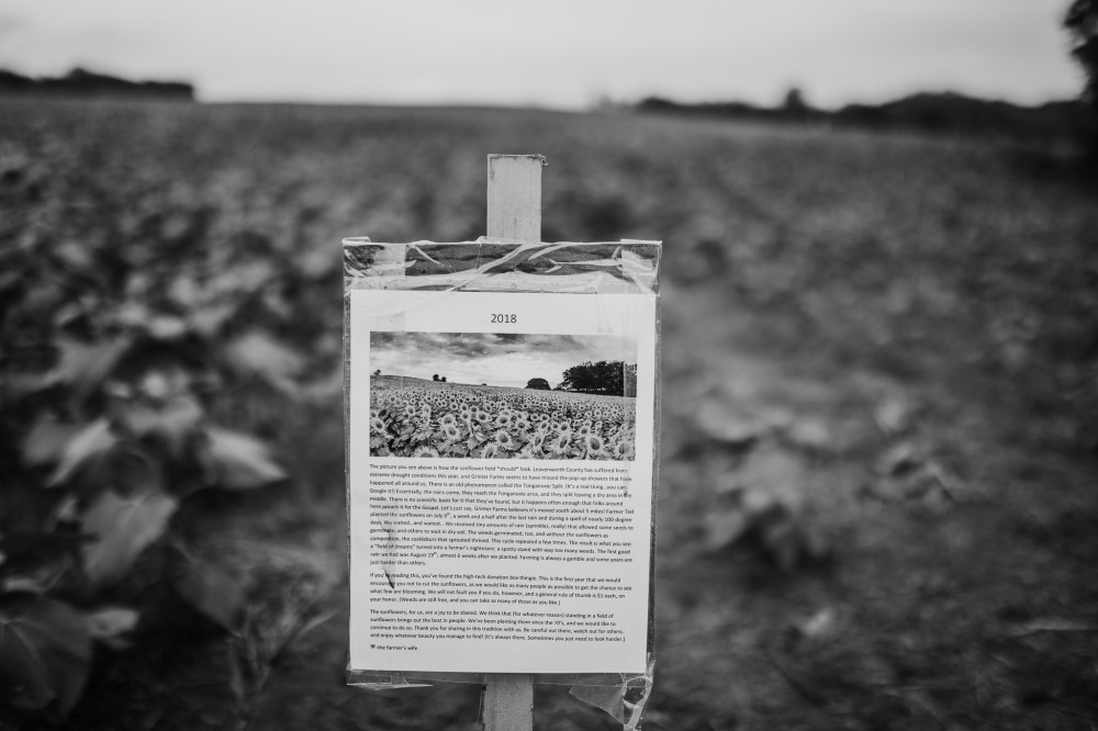 Grinter sunflower farms, grinter's sunflower field, lawrence kansas, lawrence ks, tonganoxie kansas, blogger, kayla kohn, kansas blogger, sunflower, grinter store, grinter sunflower tshirts